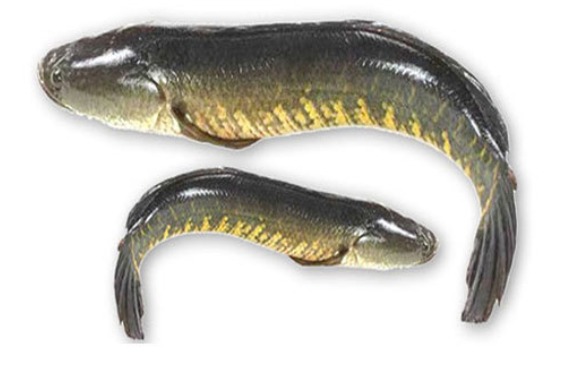 view/premium-quality-murrel-fish-41750623